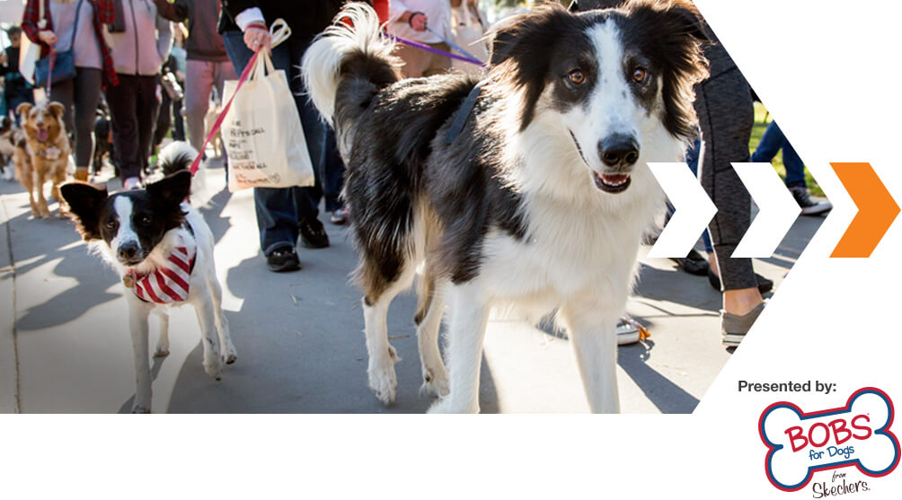 custom charm jewelry strut your mutt