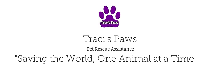 traci's paws logo fundraising bracelets