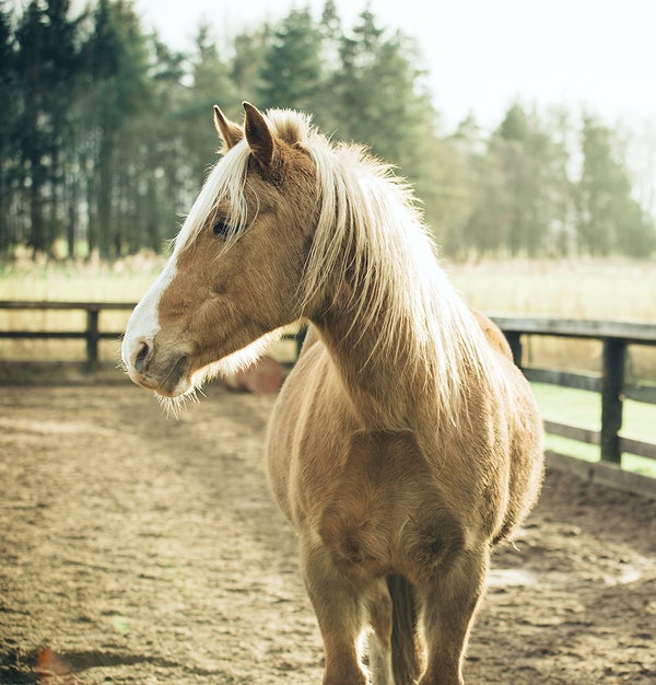 carol cone charm horse