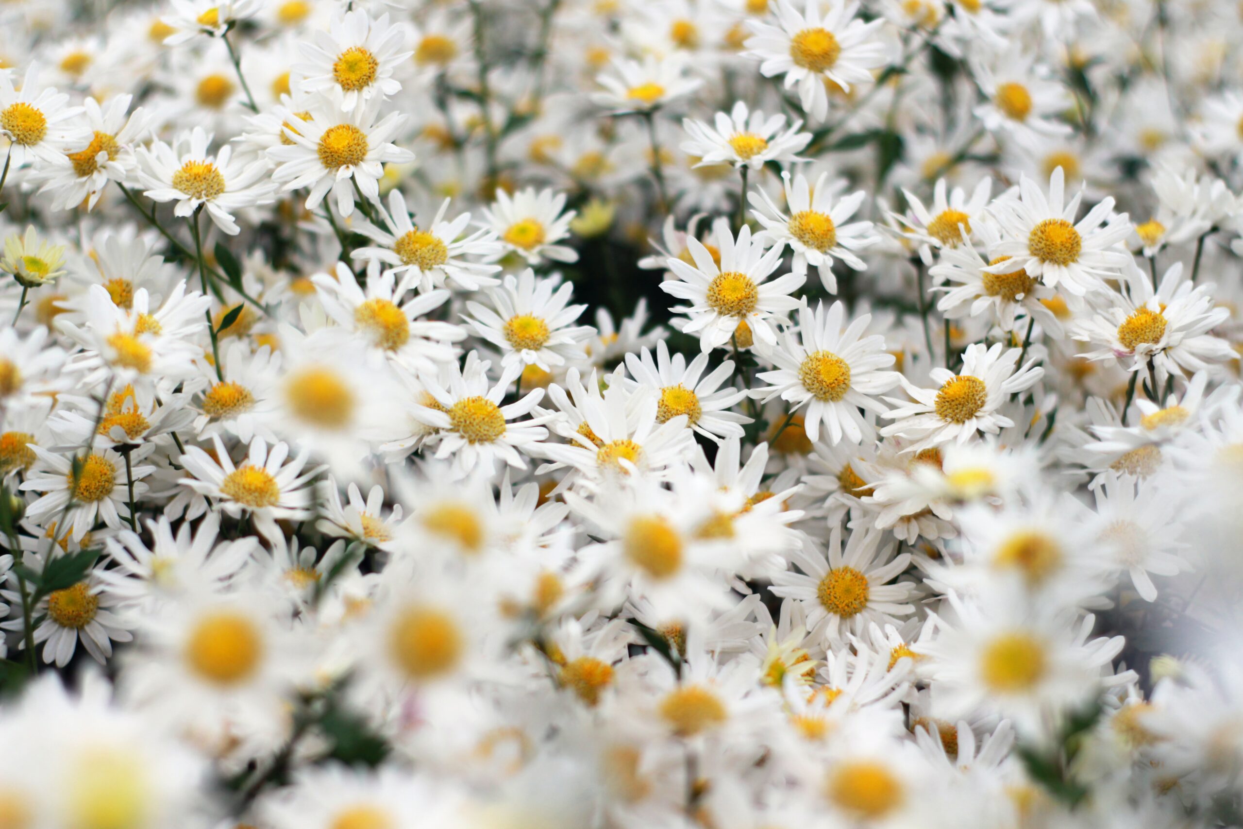 white daisies colleen biggs power symbol